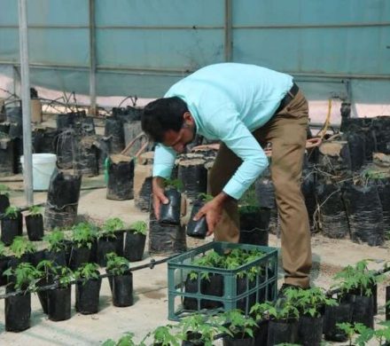 ۱۰۰۰ اصله نهال پاپایا و موز در خوزستان توزیع شد