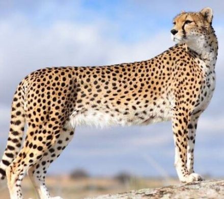 چه قدر باید از مرگ پیروز ناراحت باشیم؟