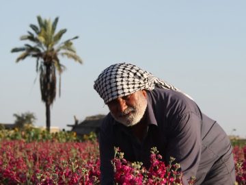 دومین جشنواره برداشت گل شب بو حمیدیه برگزار شد