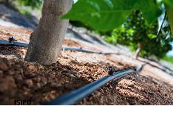 اجرای ۲۴ کیلومتر شبکه آبیاری قطره ای در سطح شهرک ها ونواحی صنعتی استان