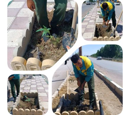 کاشت نهال توسط شهرداری شیبان انجام شد